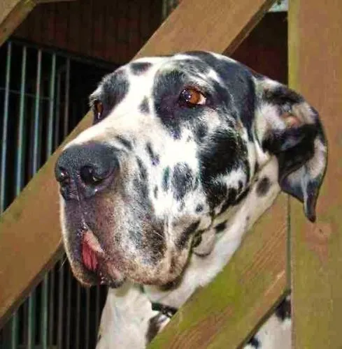 Hotel Tannenspitze Wittenberg